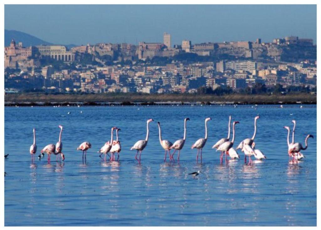 Casa Andrea A 1,5 Km Dal Mare! Διαμέρισμα Quartu SantʼElena Εξωτερικό φωτογραφία